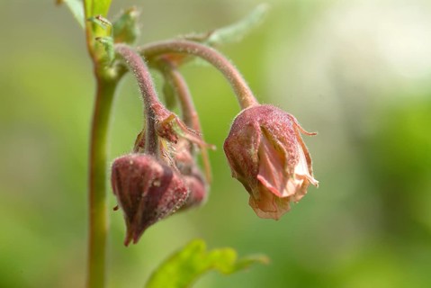 Water avens (Geum rivale), medicinal plant, medicinal use