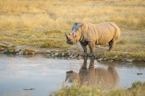 White rhino (Ceratotherium simum) standing at a waterhole with reflection in the water. Etosha