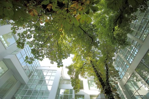 Inner courtyard with chestnut tree leaves and view upwards from the Museum of Applied Arts,