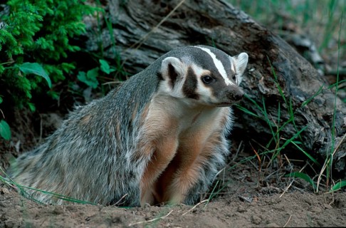 American badger (Taxidea taxus) at the burrow, Montana, USA, North America