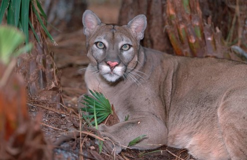 Florida-Panther (Felis concolor coryi)