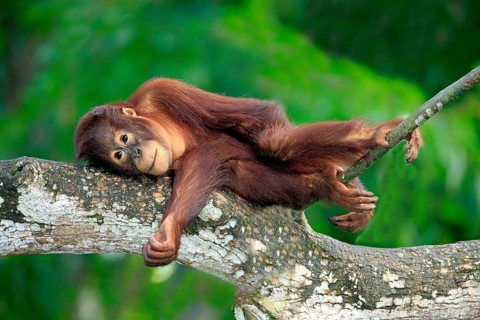 Orang-utan, young (Pongo pygmaeus)