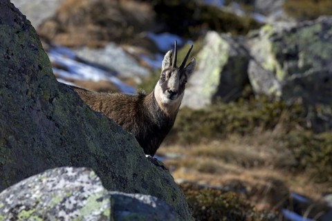 Chamois (Rupicapra rupicapra) looking from behind a rock in the Italian Alps in autumn, Gran