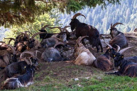 Grey mountain goats (Capra) or Grigia lying under a tree, Hinterstein, near Bad Hindelang,