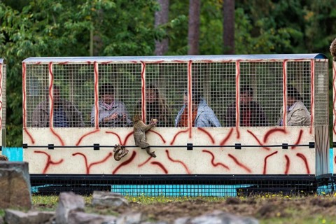 Visitors at the zoo ride a train through open-air enclosures, feeding barbary macaques (Macaca