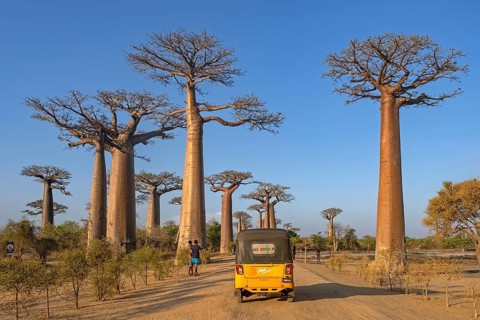 Avenue of the Baobabs, Grandidier's baobabs lining unpaved Road No. 8 between Morondava and Belon'i