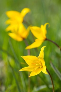 Wild tulips (Tulipa sylvestris) in flower, Saxony, Germany, Europe