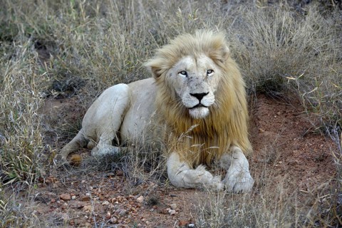 White Lion (Panthera leo), male animal, Tsau! nature reserve of the Global White Lion Protection