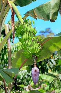 Banana, Madagascar (Musa x paradisiaca)