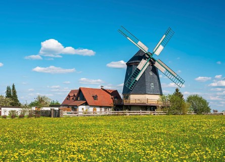 Knapp mill, gallery Dutch mill, windmill in spring on a green meadow with flowering dandelions,