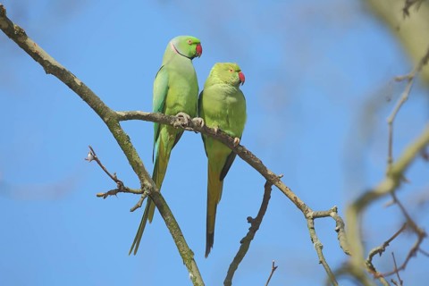 A pair of collared parakeet (Psittacula krameri), male, female, parakeet, parrot, Luisenpark,