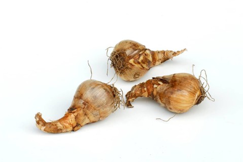 Daffodil bulbs Tahiti, shovel, flower bulbs, daffodils, daffodil bulbs, daffodil bell