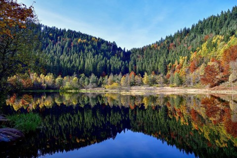 Trees reflected in the Sankenbachsee, Karsee, autumn, near Baiersbronn, Freudenstadt district,