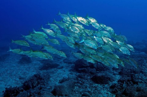 Shoal of sand steenbras (Lithognathus mormyrus) swimming close above seabed, through open water
