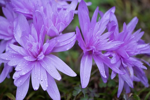 Autumn crocus (Colchicum speciosum Waterlily), Emsland, Lower Saxony, Germany, Europe