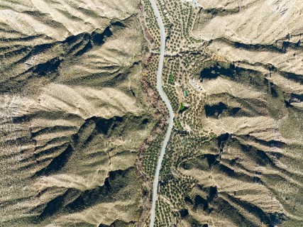 The Gor river valley is grown with cultivated olive trees (Olea eropaea), aerial view, drone shot,