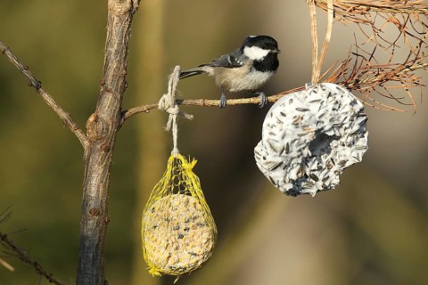 Coal Tit (Periparus ater) at winter feeding, Allgäu, Bavaria, Germany, Europe