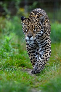 Jaguar (Panthera onca) with radio collar sneaks through the grass, captive, Conservation Land Trust