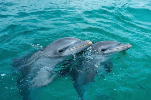 Bottlenose dolphins (Tursiops truncatus), Honduras, Central America