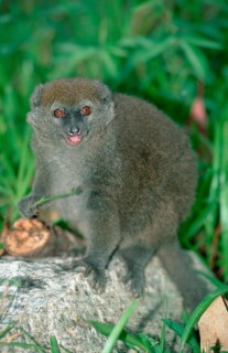Grey Bamboo eastern lesser bamboo lemur (Hapalemur griseus), Grey Gentle Lemur