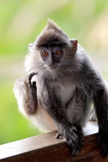 Silvered Leaf Monkey, young, Labuk Bay, Sabah, Borneo, Malaysia (Trachypithecus cristatus)