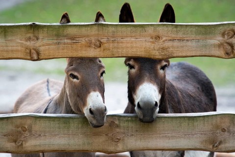 Donkey, ass