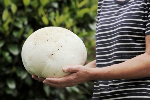 Woman with Giant puffball (Langermannia gigantea, Calvatia gigantea), North Rhine-Westphalia,