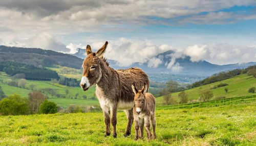 Young donkey, foal, 3 weeks old, with its mother in the pasture
