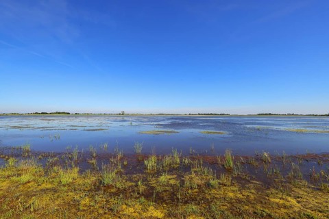 Zicksee in summer, blue sky, Sankt Andrä am Zicksee, Seewinkel, Northern Burgenland, Lake