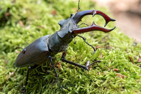 Stag beetle (Lucanus cervus), horned beetle, fire beetle, male with large mandibles, upper jaw,