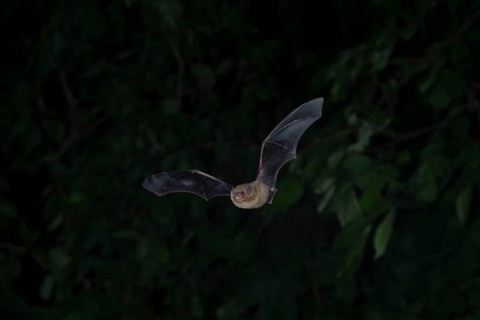 Common pipistrelle (Pipistrellus pipistrellus) hunting insects in front of deciduous forest,