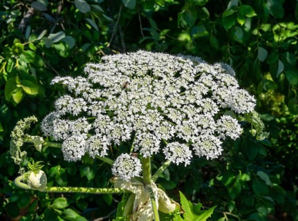 Flowering giant hogweed, (Heracleum mantegazzianum) an invasive species that is difficult to