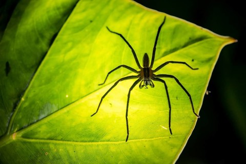 Creepy night shot, silhouette of a spider from below on a leaf, Getazi comb spider or Getazi banana
