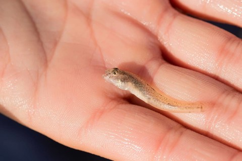 Child's hand holding sand goby (Pomatoschistus minutus), juvenile fish, close-up, macro shot,
