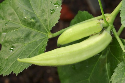 Okra or vegetable marshmallow (Abelmoschus esculentus, Hibiscus esculentus), okra pod, vegetable