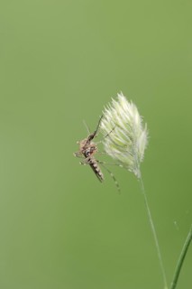Mosquito (Aedes spec.), North Rhine-Westphalia, Germany, Europe