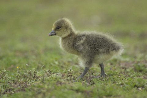 Greylag goose (Anser anser) juvenile baby gosling bird standing on grassland, England, United