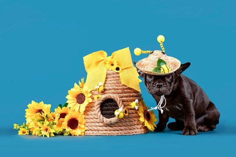 Black French Bulldog dog puppy with bee summer straw hat with antlers sitting next to beehive and