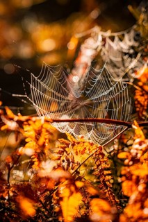 Spider web glows in the sunlight between autumnal plants, Black Forest, Germany, Europe