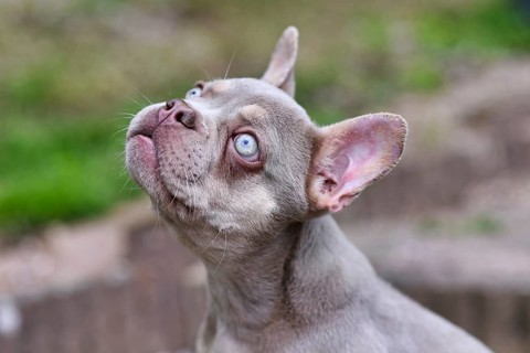 New Shade Isabella French Bulldog dog with very light blue eyes