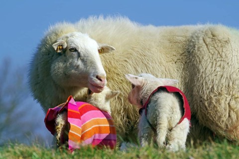 Ewe and lambs in colourful jumpers on a green meadow under a blue sky, Elbe dike, Hitzacker,