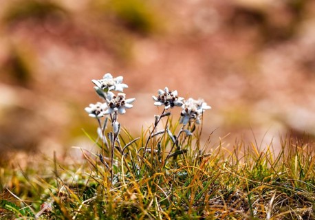 Alpine edelweiss (Leontopodium nivale), Catinaccio, Dolomites, South Tyrol, Italy, Europe
