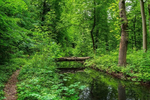 Landscape at Hellsee in Lanke, Bernau, Brandenburg, Germany, Europe