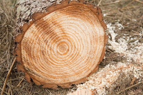 Tree growth rings shown in felled timber