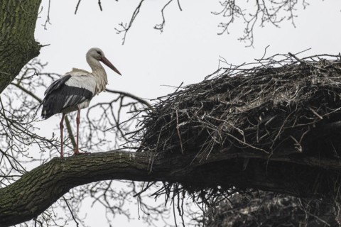 White stork (Ciconia ciconia), nesting in a tree, Nordhorn Zoo, Lower Saxony, Germany, Europe