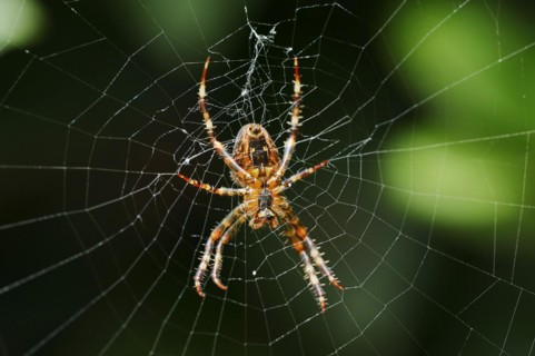 European garden spider (Araneus diadematus), female in web, North Rhine-Westphalia, Germany, Europe