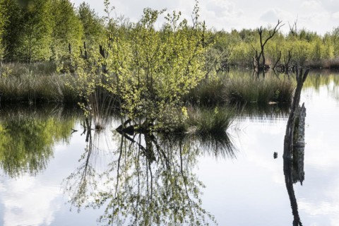 Moorland, rewetting, Emsland, Lower Saxony, Germany, Europe