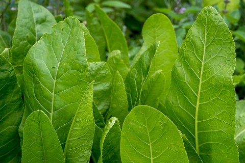 Horseradish (Armoracia rusticana), North Rhine-Westphalia, Germany, Europe
