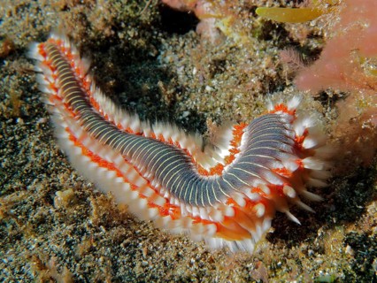 Colourful fire bristle worm (Hermodice carunculata) on the seabed. Dive site El Cabron marine