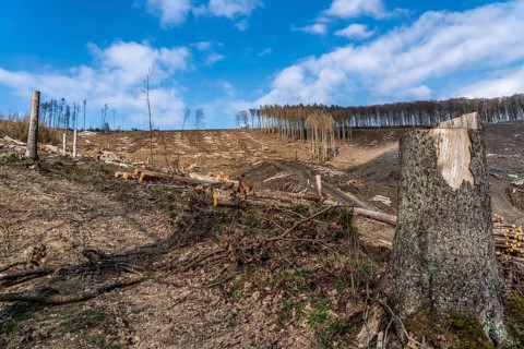 Cleared forest area north of the village of Öventrop, district of Arnsberg, dead spruce stands were